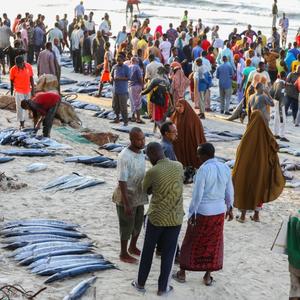 Fish Market