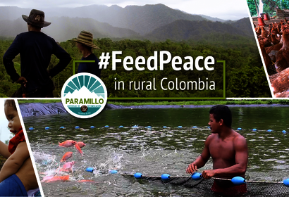 feed peace